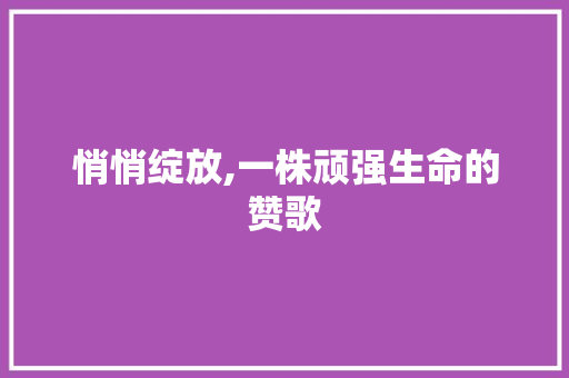 悄悄绽放,一株顽强生命的赞歌