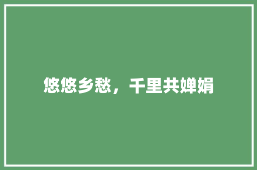 悠悠乡愁，千里共婵娟