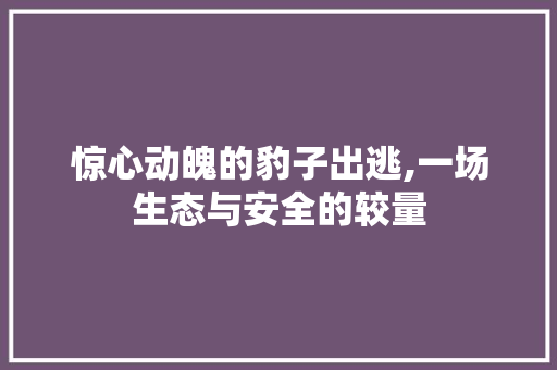 惊心动魄的豹子出逃,一场生态与安全的较量