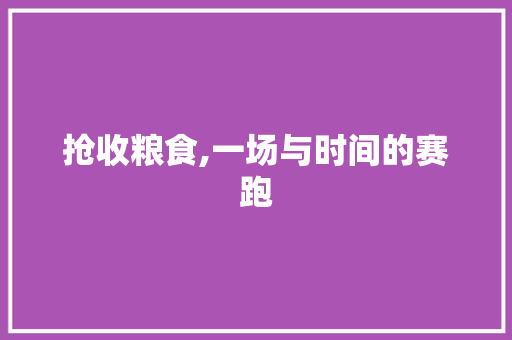 抢收粮食,一场与时间的赛跑