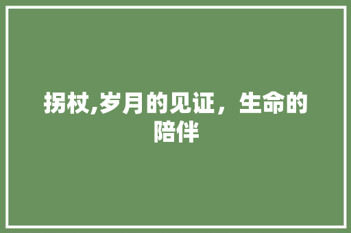 拐杖,岁月的见证，生命的陪伴