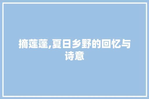 摘莲蓬,夏日乡野的回忆与诗意