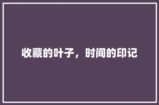 收藏的叶子，时间的印记