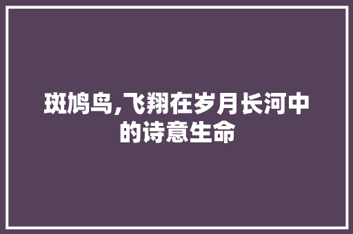 斑鸠鸟,飞翔在岁月长河中的诗意生命