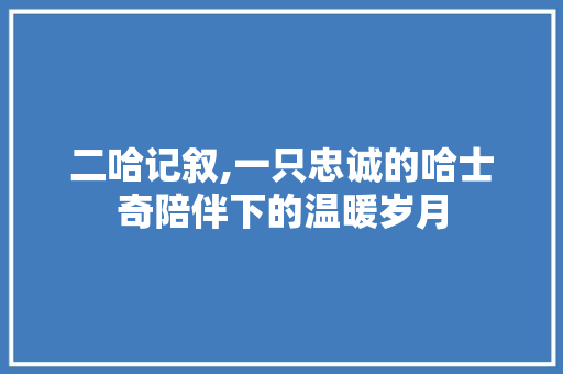 二哈记叙,一只忠诚的哈士奇陪伴下的温暖岁月