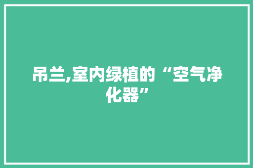 吊兰,室内绿植的“空气净化器”