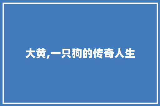 大黄,一只狗的传奇人生