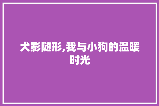 犬影随形,我与小狗的温暖时光