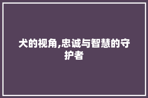 犬的视角,忠诚与智慧的守护者