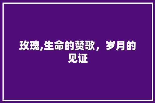 玫瑰,生命的赞歌，岁月的见证