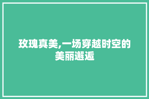 玫瑰真美,一场穿越时空的美丽邂逅