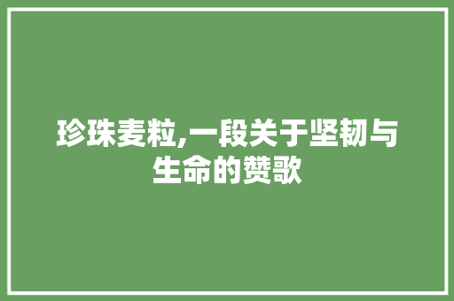 珍珠麦粒,一段关于坚韧与生命的赞歌