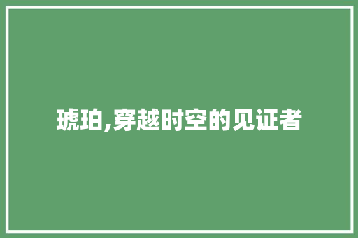 琥珀,穿越时空的见证者