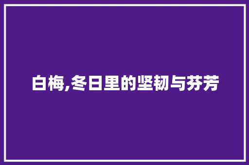 白梅,冬日里的坚韧与芬芳