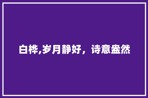 白桦,岁月静好，诗意盎然