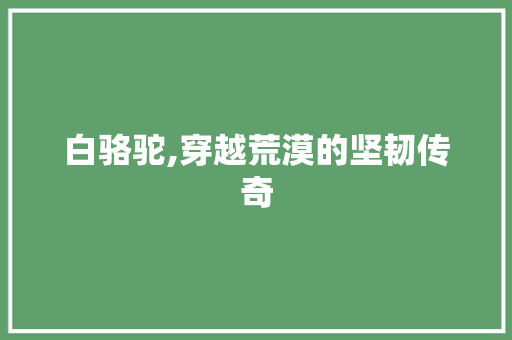 白骆驼,穿越荒漠的坚韧传奇