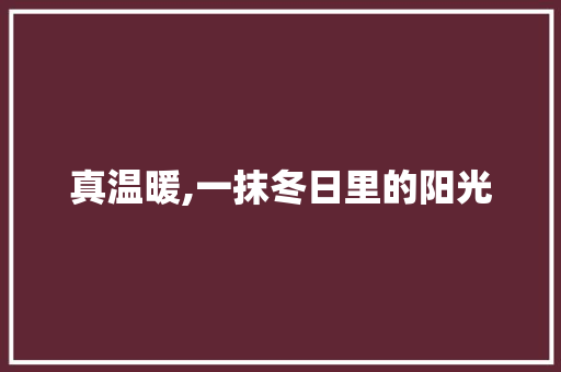 真温暖,一抹冬日里的阳光