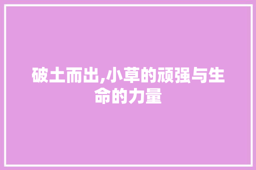 破土而出,小草的顽强与生命的力量