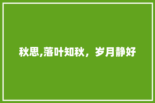 秋思,落叶知秋，岁月静好