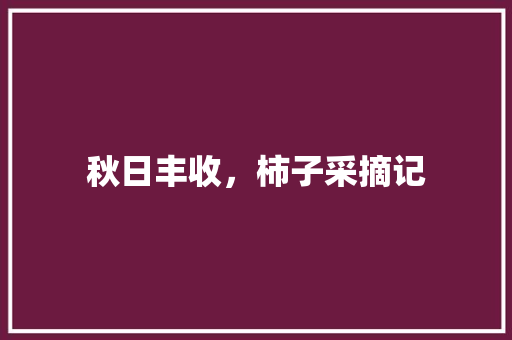 秋日丰收，柿子采摘记