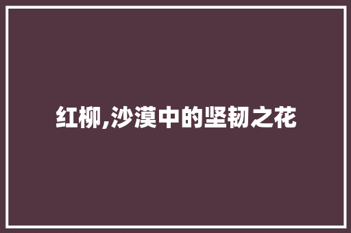 红柳,沙漠中的坚韧之花