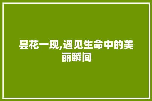 昙花一现,遇见生命中的美丽瞬间