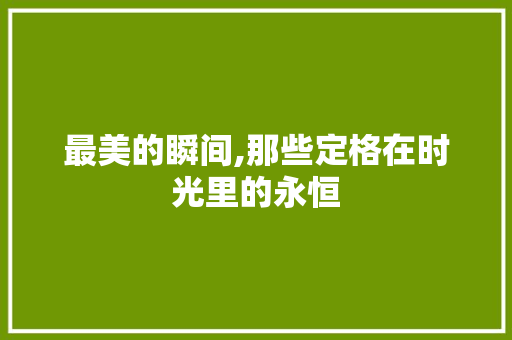 最美的瞬间,那些定格在时光里的永恒