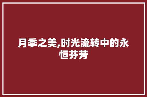 月季之美,时光流转中的永恒芬芳