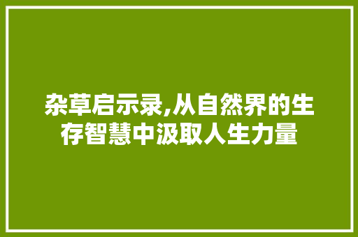 杂草启示录,从自然界的生存智慧中汲取人生力量