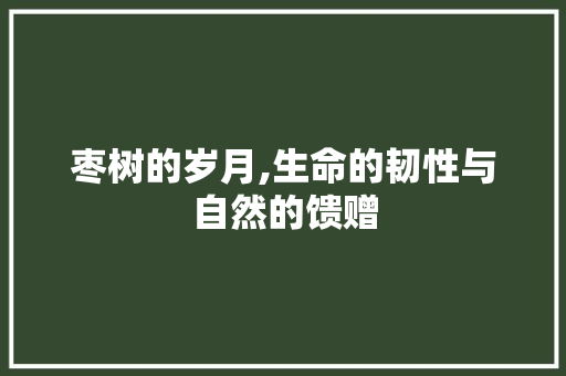 枣树的岁月,生命的韧性与自然的馈赠