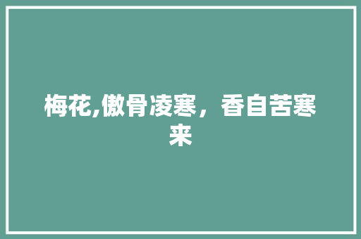 梅花,傲骨凌寒，香自苦寒来