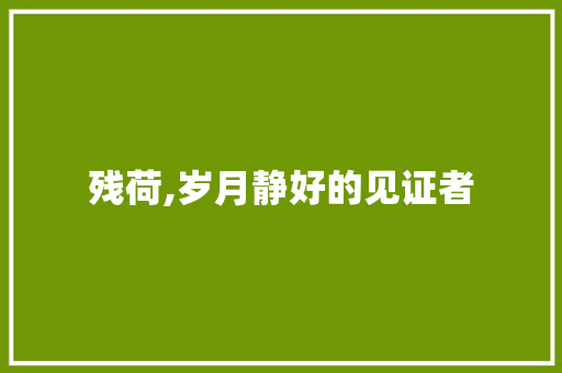 残荷,岁月静好的见证者