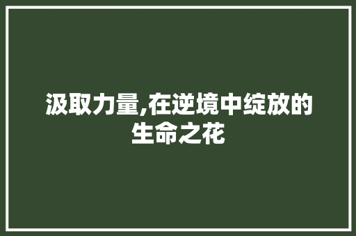 汲取力量,在逆境中绽放的生命之花