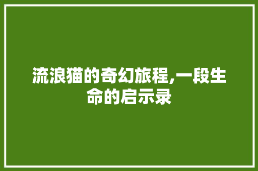 流浪猫的奇幻旅程,一段生命的启示录