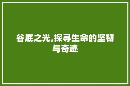 谷底之光,探寻生命的坚韧与奇迹