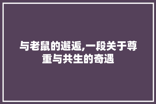 与老鼠的邂逅,一段关于尊重与共生的奇遇