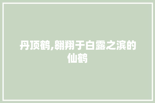 丹顶鹤,翱翔于白露之滨的仙鹤