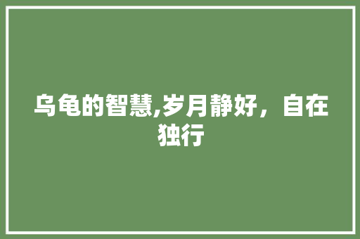 乌龟的智慧,岁月静好，自在独行