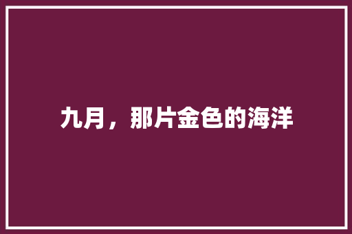 九月，那片金色的海洋