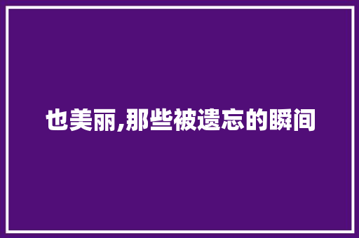 也美丽,那些被遗忘的瞬间