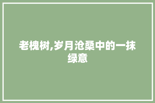 老槐树,岁月沧桑中的一抹绿意