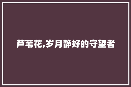 芦苇花,岁月静好的守望者