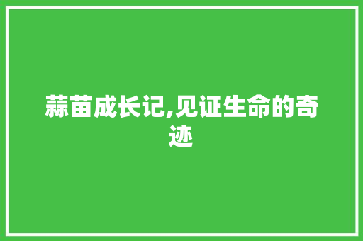 蒜苗成长记,见证生命的奇迹