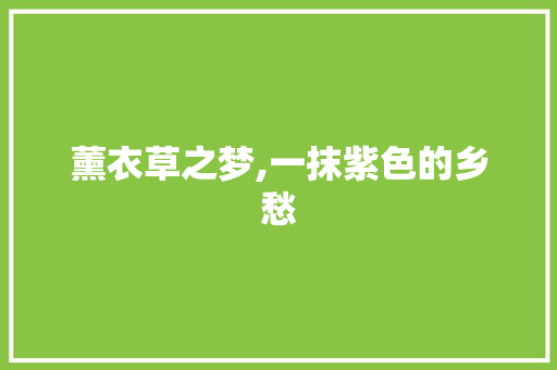 薰衣草之梦,一抹紫色的乡愁