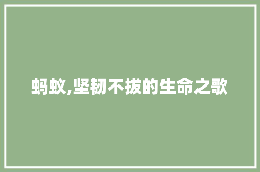 蚂蚁,坚韧不拔的生命之歌