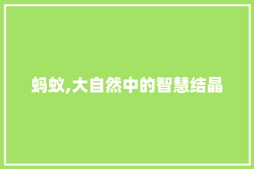 蚂蚁,大自然中的智慧结晶