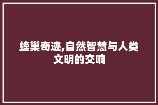 蜂巢奇迹,自然智慧与人类文明的交响