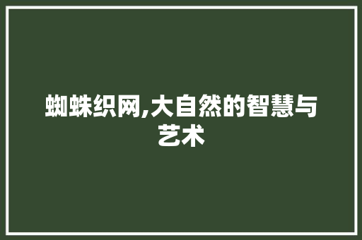 蜘蛛织网,大自然的智慧与艺术