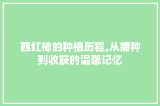 西红柿的种植历程,从播种到收获的温馨记忆