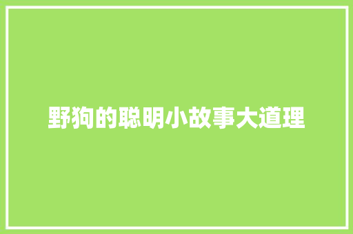 野狗的聪明小故事大道理